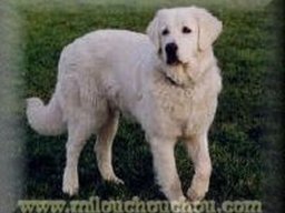 berger_de_podhale_20211128_1711102454